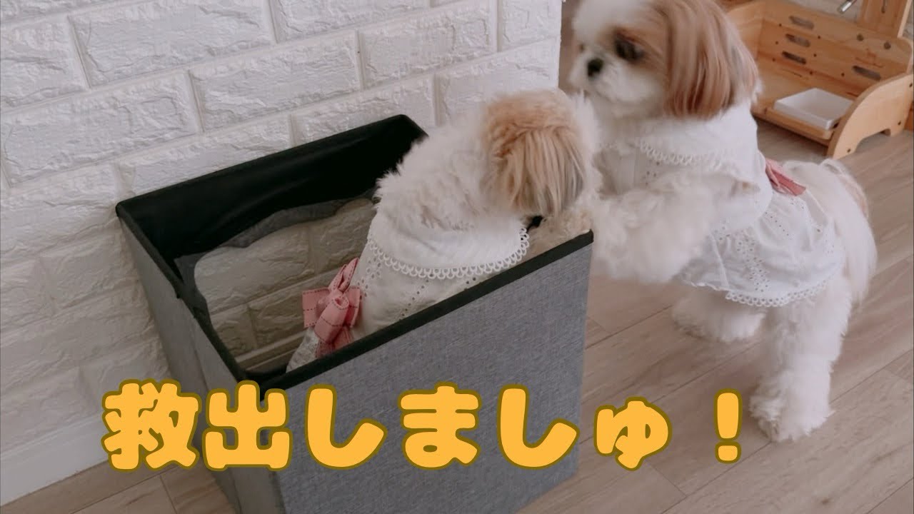 【シーズー】おうちから出られなくなった妹犬を助けに向かう姉犬