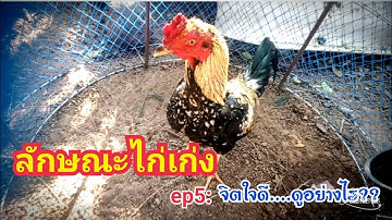 ลักษณะไก่เก่ง Ep5 :ไก่ที่มีจิตใจดี...มีลักษณะอย่างไร??