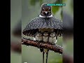The Beauty of Protection: Heartwarming Nature Scenes 🐦🌧️#NatureArt#BirdLife #NatureLovers