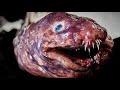 Top 5 Most Dangerous Sea Creatures