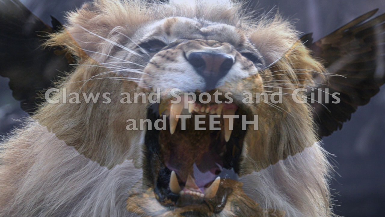 Animal Habitat Song!! - YouTube