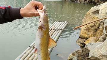 Thực Tế Kích Cá Da Trơn Lõi xuyến 2021,Cá Nổi Trắng Sông,AE Đừng Bỏ Qua Video Này nhé,sdt 0856783586