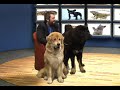 "Pet Show" - 14.12.2016 -  Tibetan mastiff & Ιερακοτροφία (Harris's Hawk)