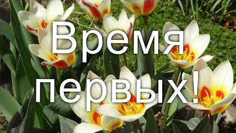 Цветы в саду: первоцветы, которые украшают сад в апреле и самом начале мая.