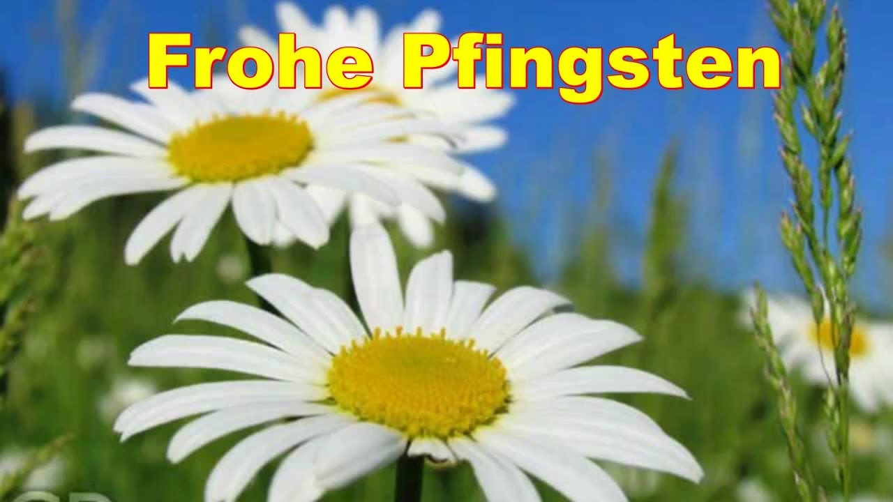 ? Schöne Pfingsten wünsche ich Dir ? Genieße das Pfingstfest, die Pfingsttage ? Frühling ist es ...