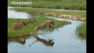 Tsabedze (Thabethe) Clan Praise