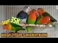 Harga Burung Lovebird Holland