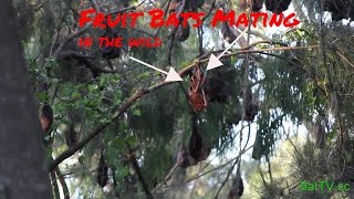 BatTV: Australian Fruit Bats (Megabats) mating in the wild