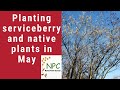 Planting a serviceberry! The Native Plant Garden in May. #native plants #amelanchier