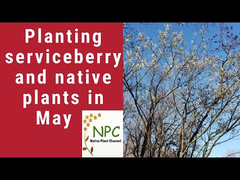 Video: Serviceberry Autumn Brilliance - Cómo cultivar una Serviceberry Autumn Brilliance