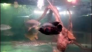 Download lagu Hiburan melepas lelah.