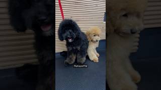 Двойное удовольствие 🥰 Малыши в поисках прекрасных родителей ☺️ #viral #grooming #суперсобака #dog
