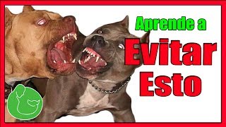 Cómo Educar a un Pitbull para que no sea Agresivo ni Peligroso con Adiestramiento Canino