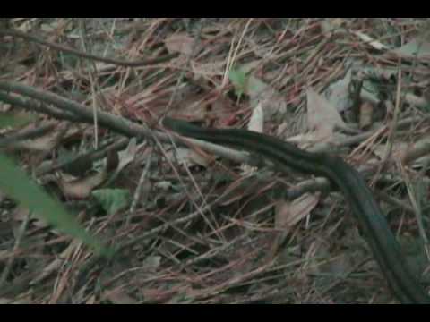 lots of snakes congeree river lots of snakes congeree river