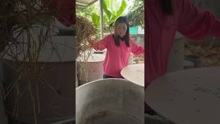 อนุบาลหนูคลอดลูกแม่หนูนมดำ ￼