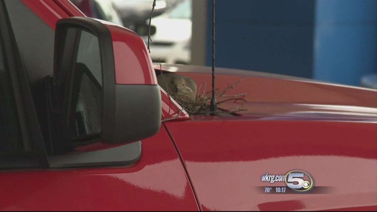 Bird Builds Nest in New Truck at Foley Car Dealership YouTube