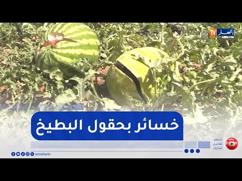 باتنة خسائر فادحة بحقول البطيخ في مروانة بسبب البرد