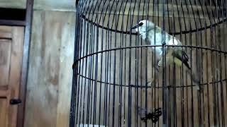 Suara Burung Trucuk Ini Terbukti Bikin Trucuk Lain Langsung Ropel