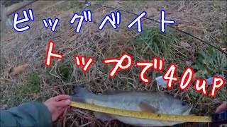 【ラッキークラフト】リアルベイトで40up!!【バス釣り】