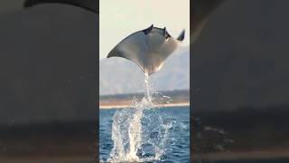 Manta Ray jumping out of water