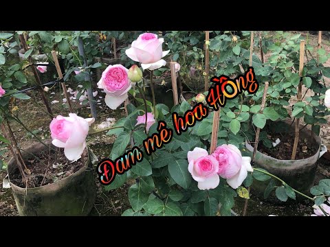 Video CÀNH TRIẾT HOA HỒNG YVES MAIDEN HEART.CHUẨN GARDEN TV - youtube