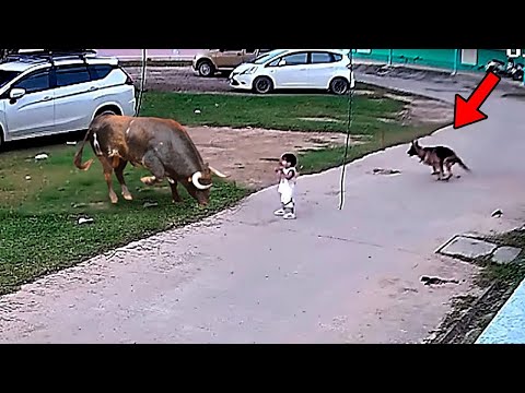 Video: El perro detecta algo equivocado, conduce a la escena impactante del abuso de animales