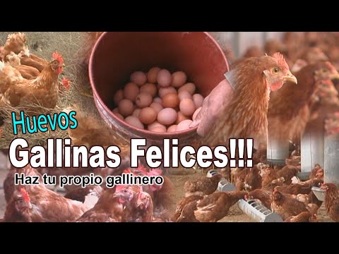 Video: ¿Las gallinas felices ponen más huevos?