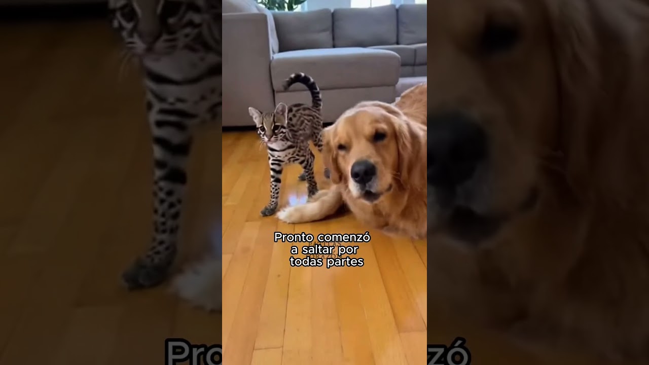 Mi Perro Crió A Un Ocelote Salvaje