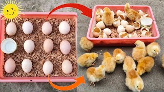 Sunlight chicken egg hatching \/\/ Sunlight incubator real egg hatching 100% result part 3