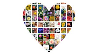 Make Heart Shape Photo Grid Collage in 60 Seconds | FigrCollage screenshot 4