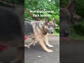 Kunming Wolfdog & German Shepherd pack