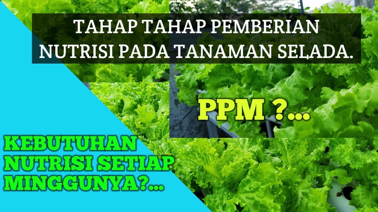 Tahap Pemberian Nutrisi Pada Tanaman Selada Hidroponik