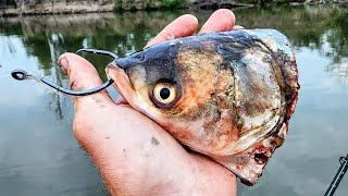 GIANT FISH Devours MASSIVE BAIT!! (I almost lost a rod)