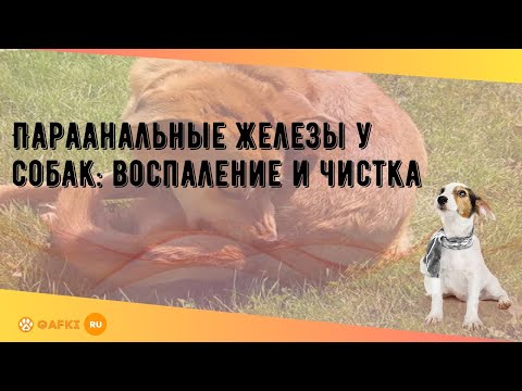 Видео: Воспаление артерий у собак