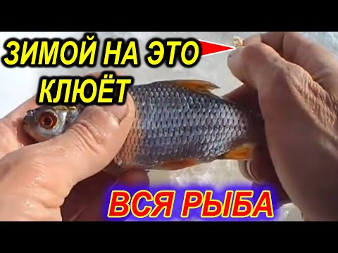 НА ЭТО ЗИМОЙ КЛЮЁТ ВСЯ мирная РЫБА НА ЗИМНЕЙ РЫБАЛКЕ