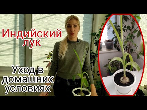 Video: Sprouted Nplej Zaub Xam Lav