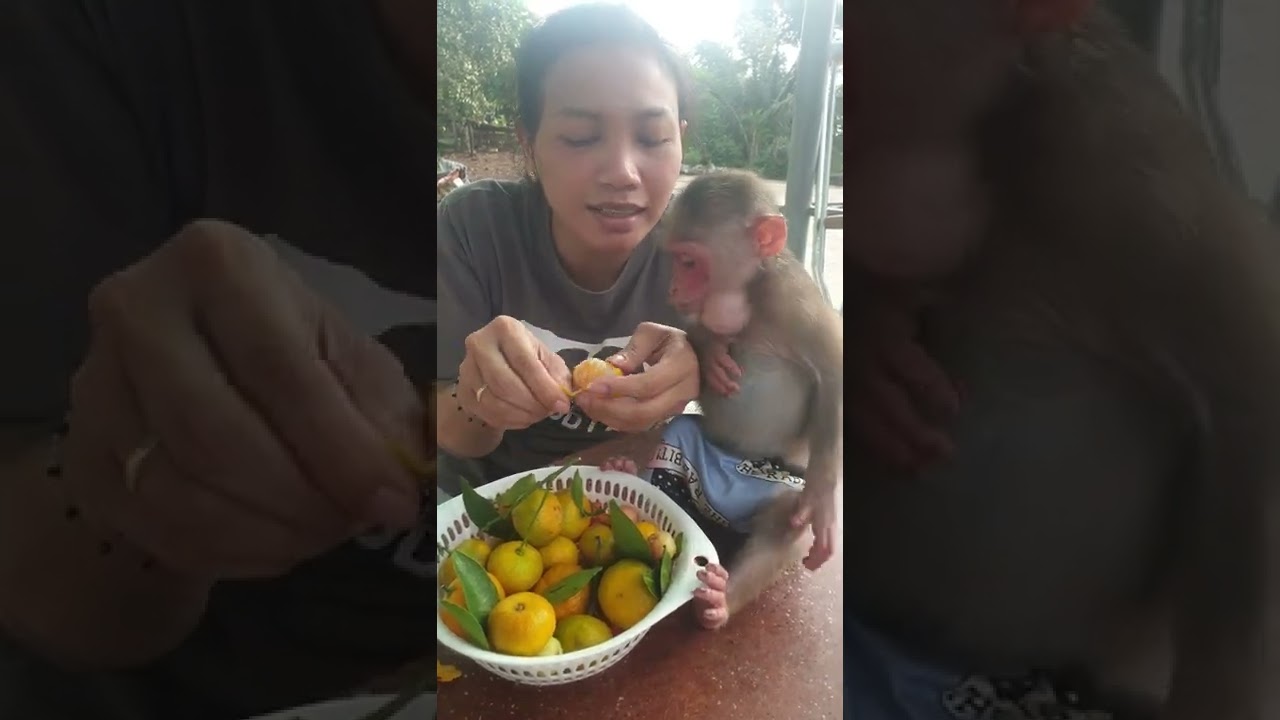 Cute baby monkey with arms crossed waiting for Mom 
