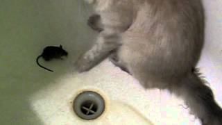 Кошка играет с Мышкой