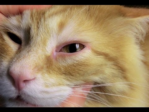 home-remedies-for-cats-who-have-allergies