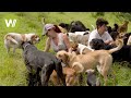 Das Freiluft-Tierheim von Costa Rica - 1300 Hunde finden Unterschlupf im "Territorio de Zaguates"