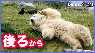カラスを背後から狙った結末が意外すぎた【ホッキョクグマ】リラのラッコに癒やされる デナリに群がるカラス集団 Polar Bears Life