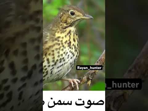 صوت سمن صباحي رائع للصيد مجرب Rayan Hunter Bird Birdworld Birdsounds Nature