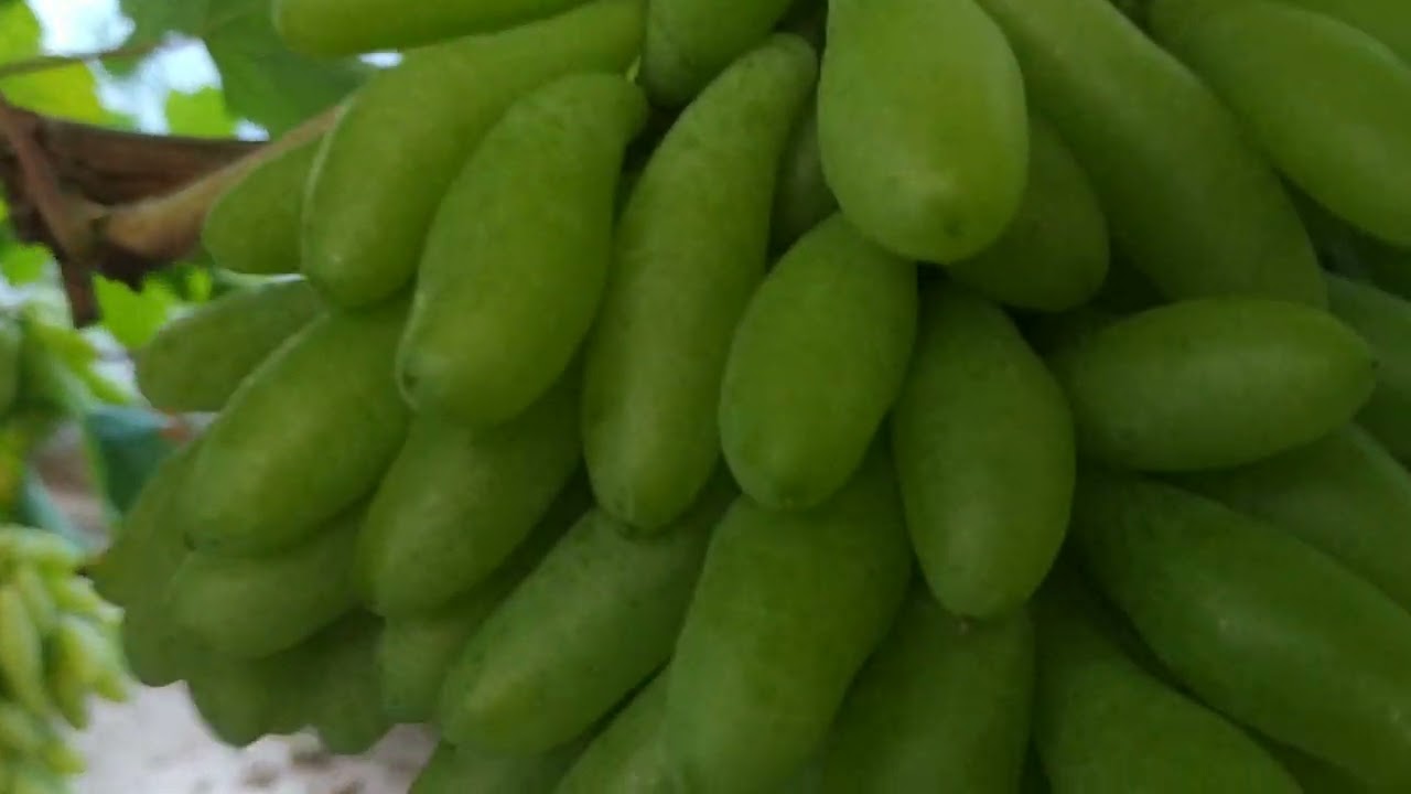 Mennyire terheljük a fiatal tőke szőlőnket  ?