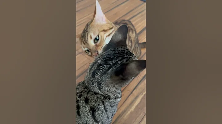 Video 9334381: savannah bengal cat, pets meow catmeowing