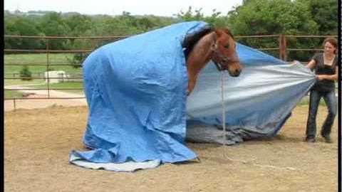 Valley View Ranch   - Docs Wild Maxx -      ***For info, price, etc., go to our website***