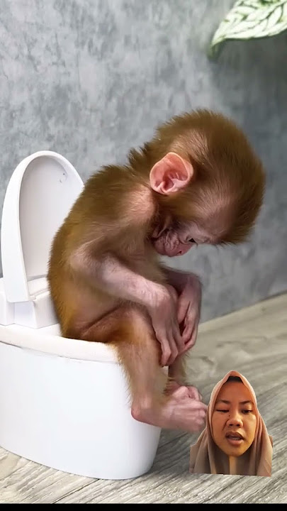 monyet berak #monkey #babymonkey #animals #cute #baby #cat #bgm #piano #music #animation #funny