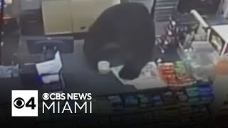Pennsylvania boy, 11, chased by black bear outside store, escapes unharmed