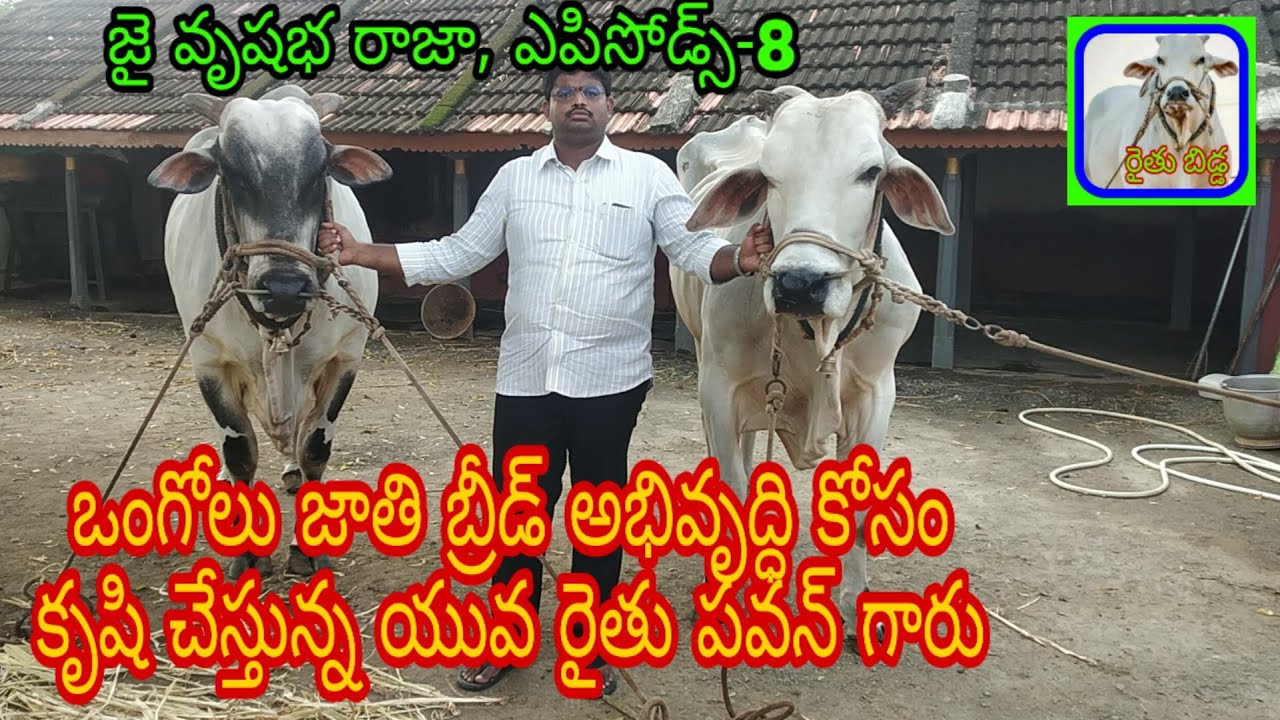 Mr.Pawan is a young farmer working for the development of the Ongole breed/జై వృషభ రాజా, ఎపిసోడ్స్-8
