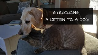 How To Introduce a Cat to A Dog | Bringing a Cat into a Home Where a Dog Lives