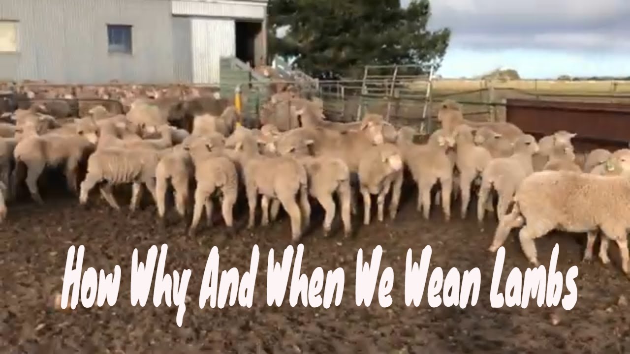 HOW WHY AND WHEN WE WEAN LAMBS